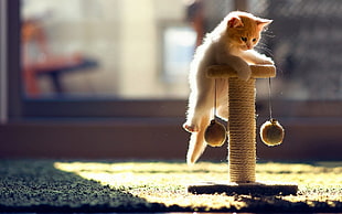 shallow focus photography of kitten on scratching pole