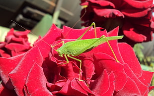 green Katydid perched on red petaled flower in closeup photography HD wallpaper