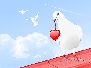 white pigeon illustration