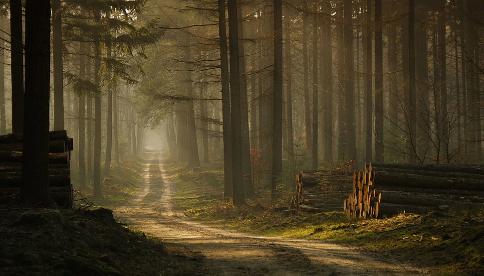 brown wood log, forest, mist, road, trees HD wallpaper