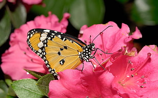 close-up photography of brown and black butterfly on pink petaled flower