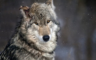 gray and white wolf, wolf, animals