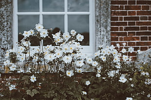 white poppies, Flowers, Window, Flower bed