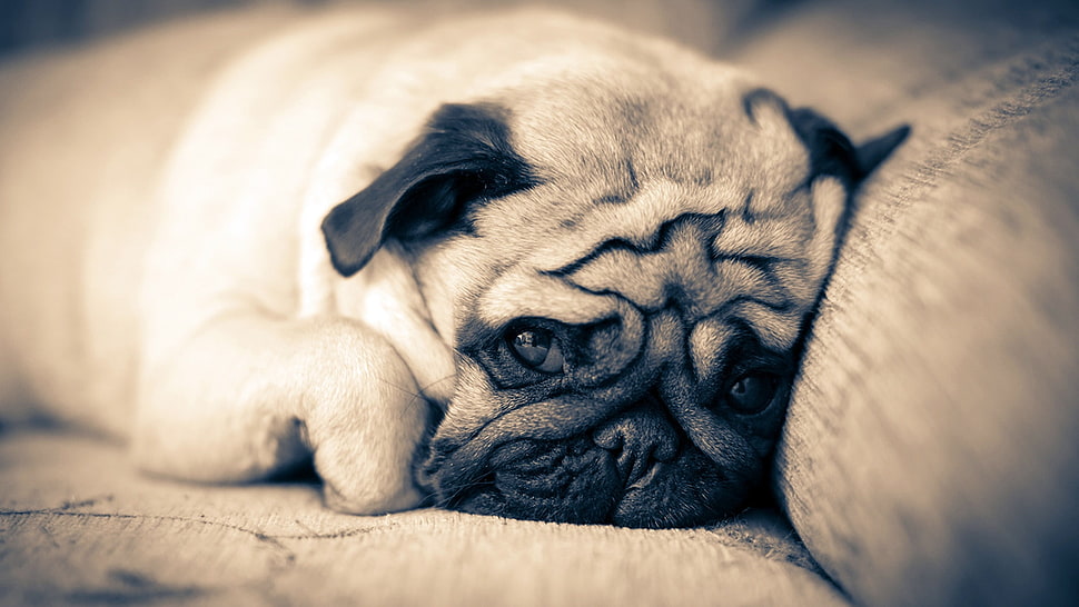 sad pug on chair HD wallpaper