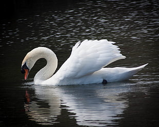 white Goose in body of water, swan