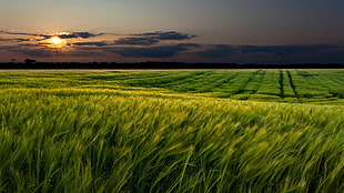 green grass field, field, landscape, sunlight HD wallpaper