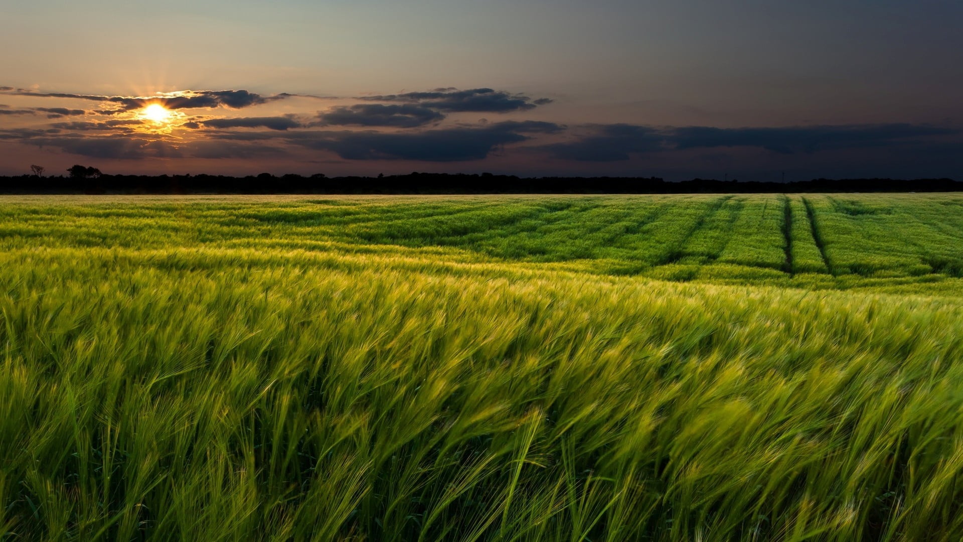 Green grass field, field, landscape, sunlight HD wallpaper | Wallpaper