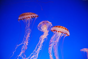 closeup photo of jellyfish HD wallpaper