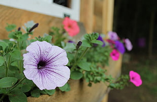 purple and pink Petunia flowers in bloom at daytime