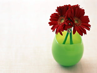 red flowers on green glass vase HD wallpaper