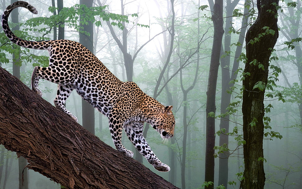 Leopard on tree trunk HD wallpaper