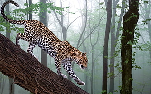 Leopard on tree trunk HD wallpaper