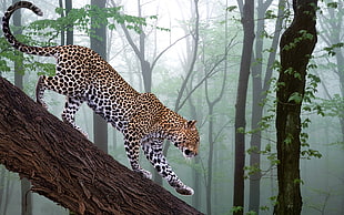 Leopard on tree trunk