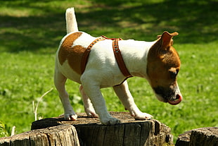 tan and white jack russel terrier puppy standing on wood log