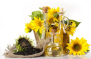 photography of yellow sunflowers and three glass bottles filled with sunflower oil