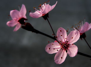 close up photography of pink cherry blossom