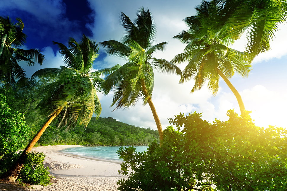 coconut trees in beach, beach, landscape, palm trees, tropical HD wallpaper