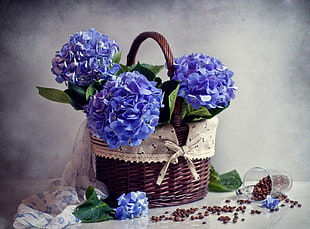 blue petaled flowers