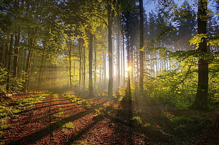 landscape photograph sun rays in forest HD wallpaper