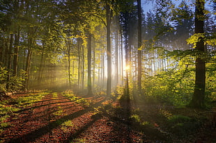 landscape photograph sun rays in forest