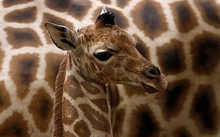 brown and white giraffe's head