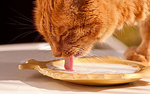 brown tabby cat licking milk