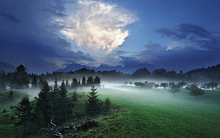 forest illustration, nature, landscape, night, mist