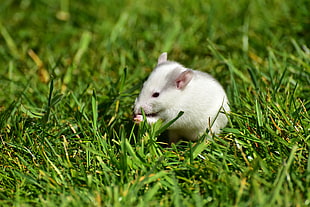 white rodent on green grass during daytime