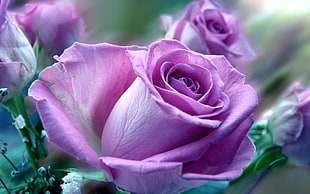 close up photo of a purple rose flowers in bloom