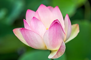 selective focus photography of pink lotus flower HD wallpaper