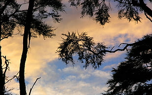 tree under golden hour photo HD wallpaper