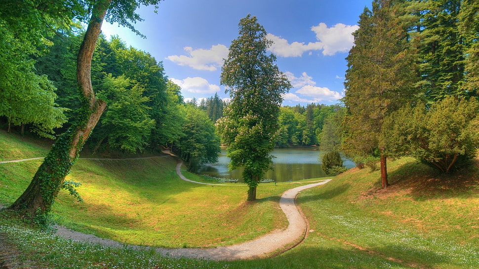 green tree, landscape HD wallpaper