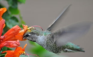 close up photography of green and gray bird eating flower nectar, humming birds