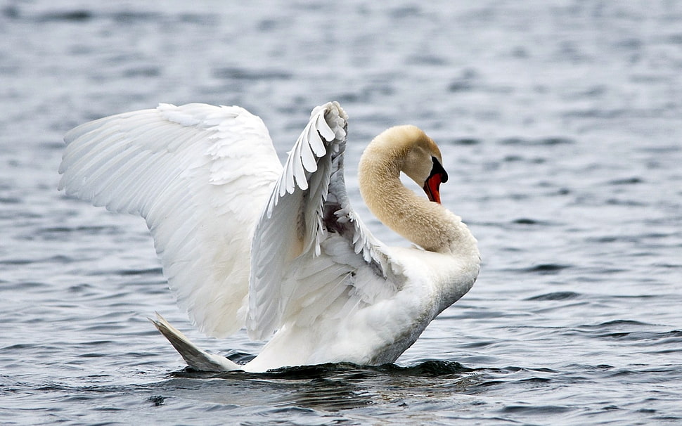 Swan photo on lake HD wallpaper