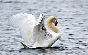 Swan photo on lake