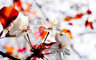 closeup photo of white cherry blossom flower