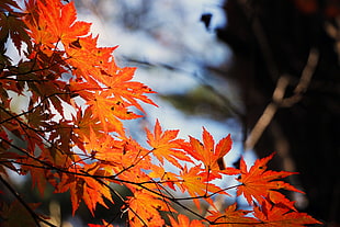 Maple leaves HD wallpaper