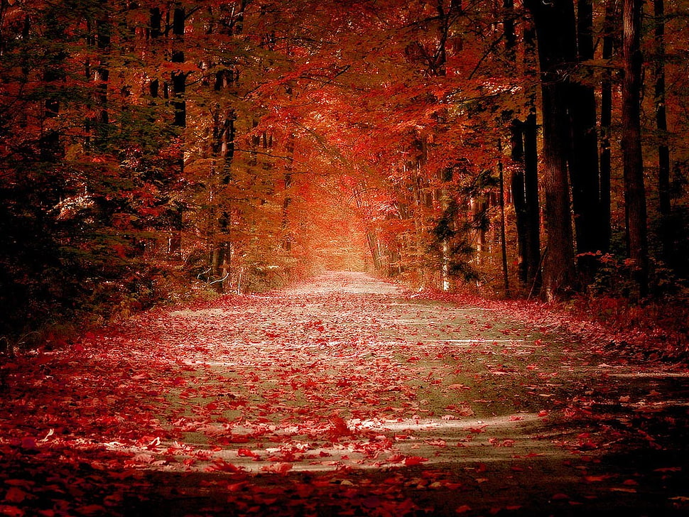 Maple tree, leaves, forest, road, fall HD wallpaper