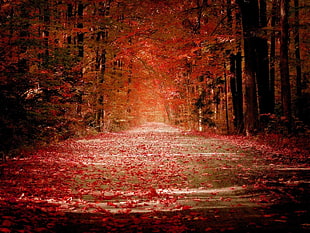 Maple tree, leaves, forest, road, fall