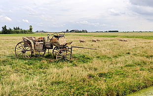 brown carriage, nature, landscape, sheep
