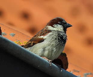focus photography of Eurasian tree sparrow