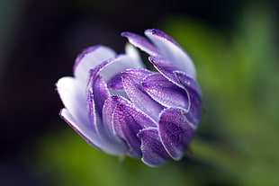 selective photography of purple flower bud