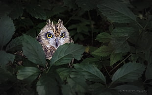 brown and white owl hiding in the bushes, short-eared owl, asio flammeus