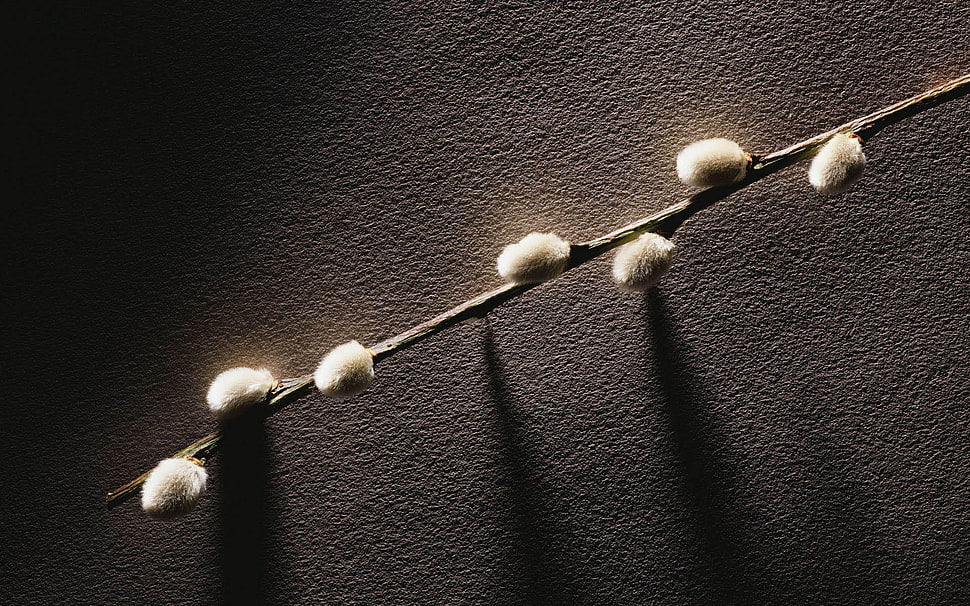 white flower, minimalism, nature, branch, pattern HD wallpaper