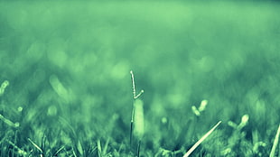 shallow focus photography of green grass during daytime