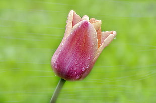 close up focus photo of a pink tulip flower