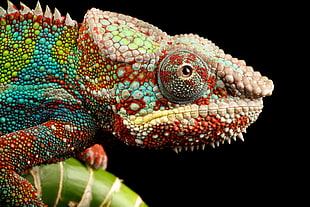 red and green chameleon HD wallpaper