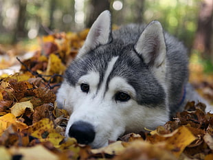 Alaskan Malamute lying on bed of brown dried leaves