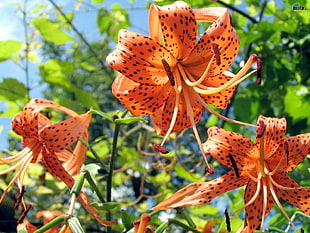 selective focus photography of Tiger Lilies HD wallpaper