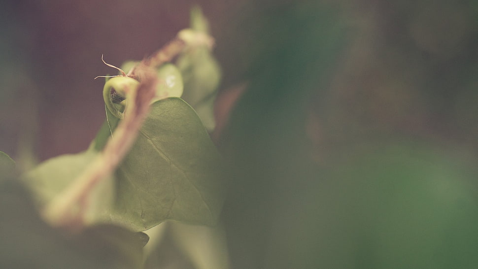green leaf, macro, plants HD wallpaper